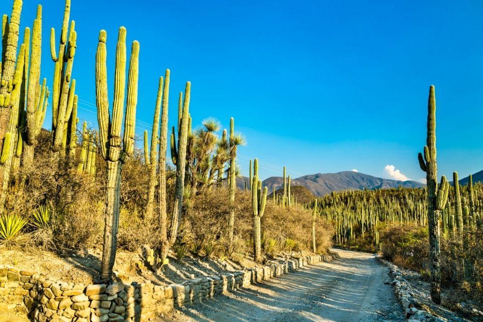 Cactussen in Zapotitlán, Mexico