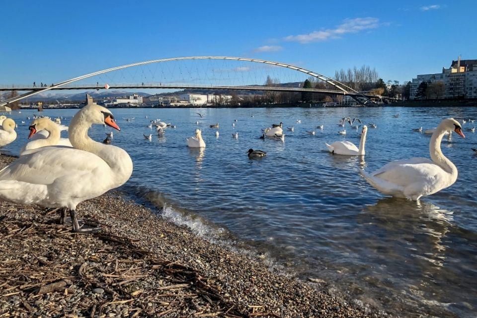 De Rijn bij Weil am Rhein Duitsland