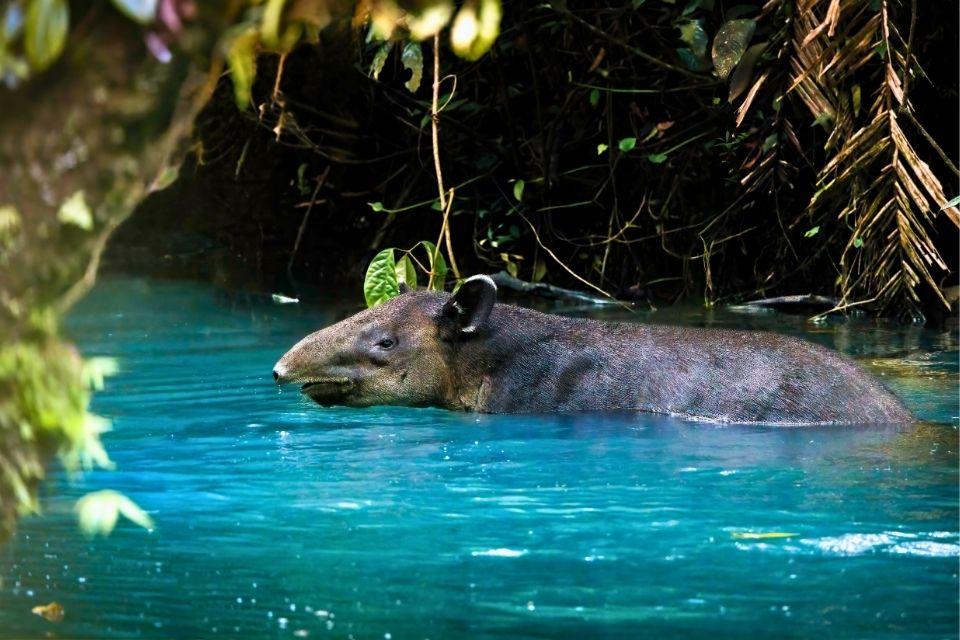 Tapir in Tenorio NP, Costa Rica