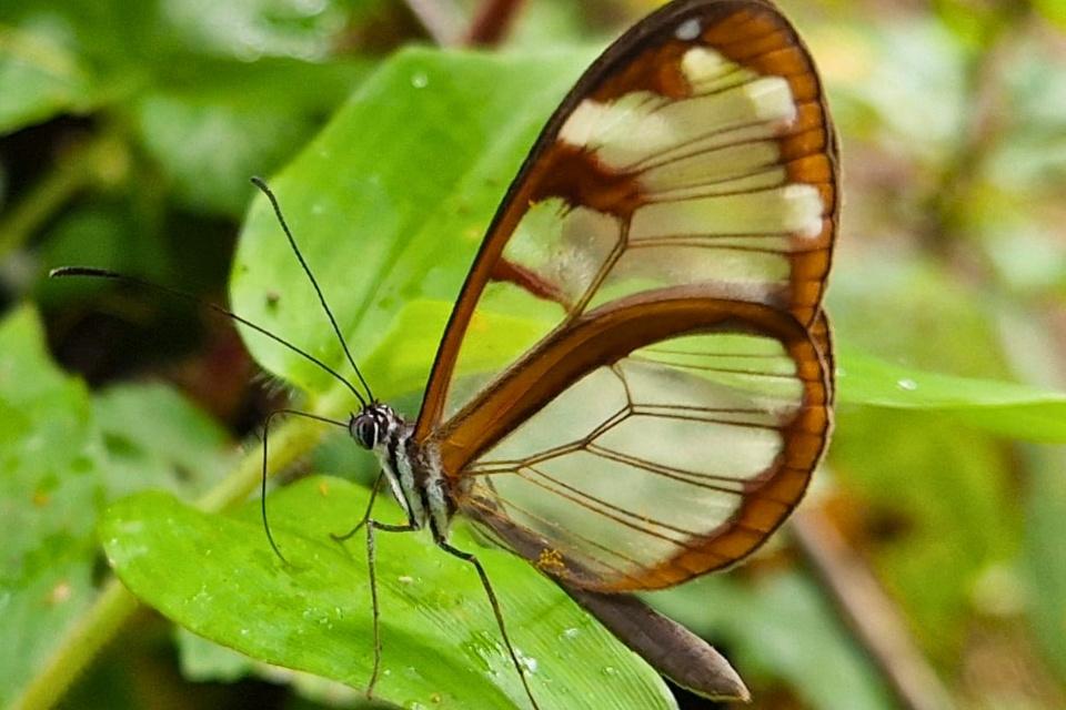 Glasvlinder in Boquete, Panama | Foto: reisexpert Tom