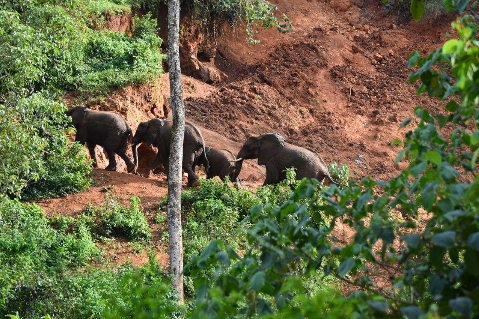 Olifanten bij de grotten van de Ngorongorokrater Tanzania