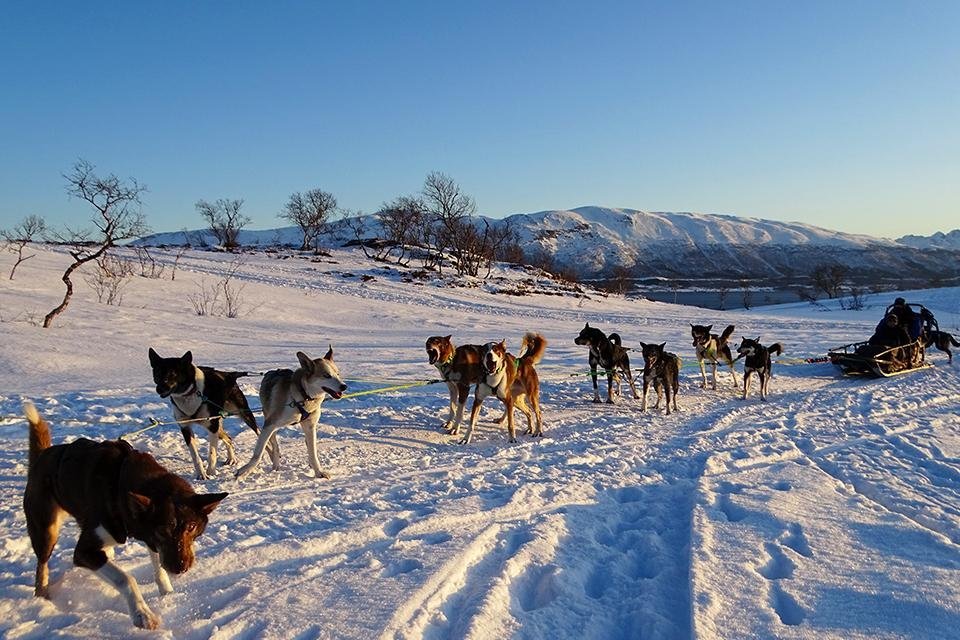 Slederit met huskyhonden in Lapland, Noorwegen