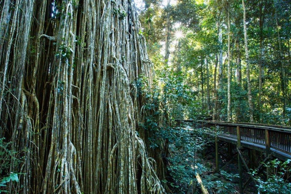 De Curtain Fig Tree in Yungaburra, Australië