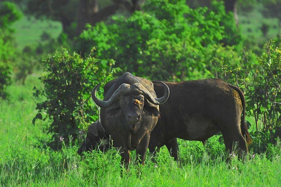 Buffel in Tarangire National Park Tanzania