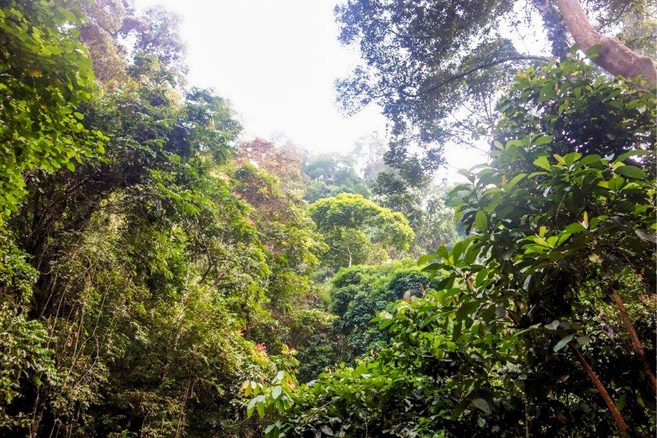 Het groene Bukit Lawang, Indonesië