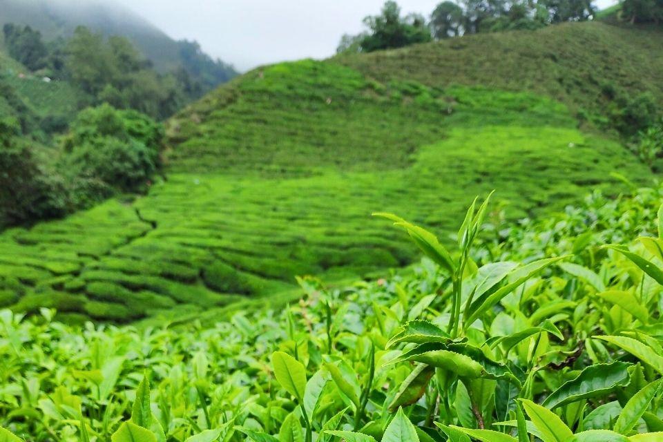 De Wonosari-theeplantage in Oost-Java