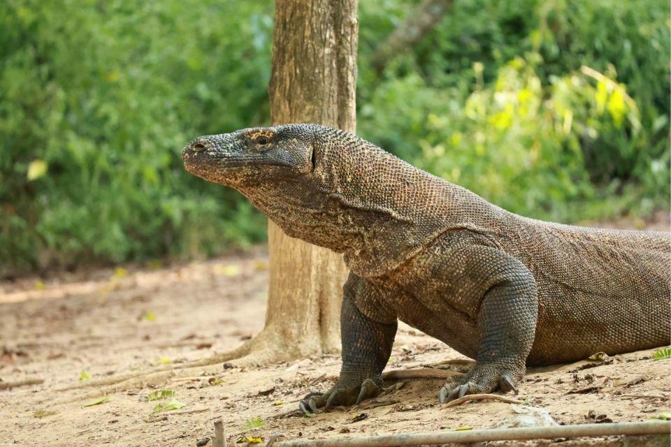 Rinca Flores Indonesië