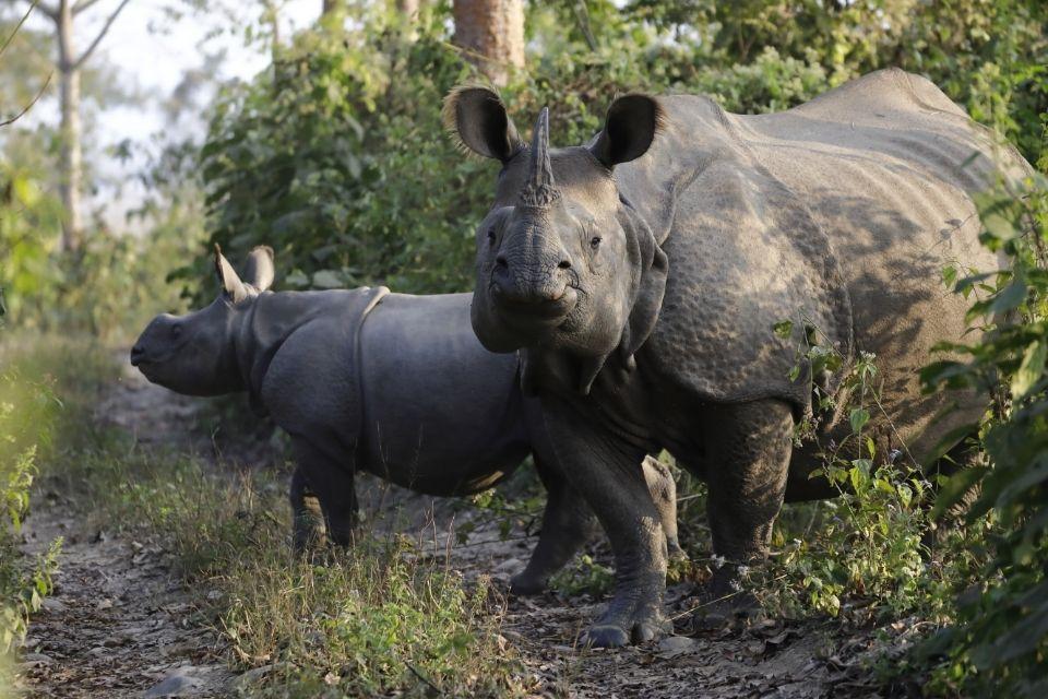Neushoorns in Chitwan National Park, Nepal