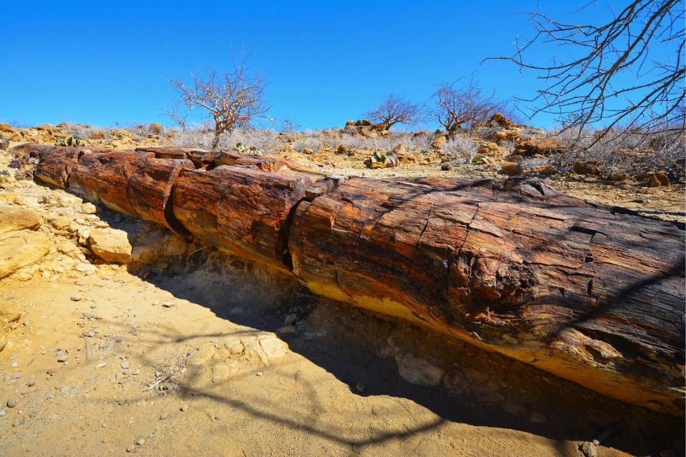 Versteende Woud, Namibië