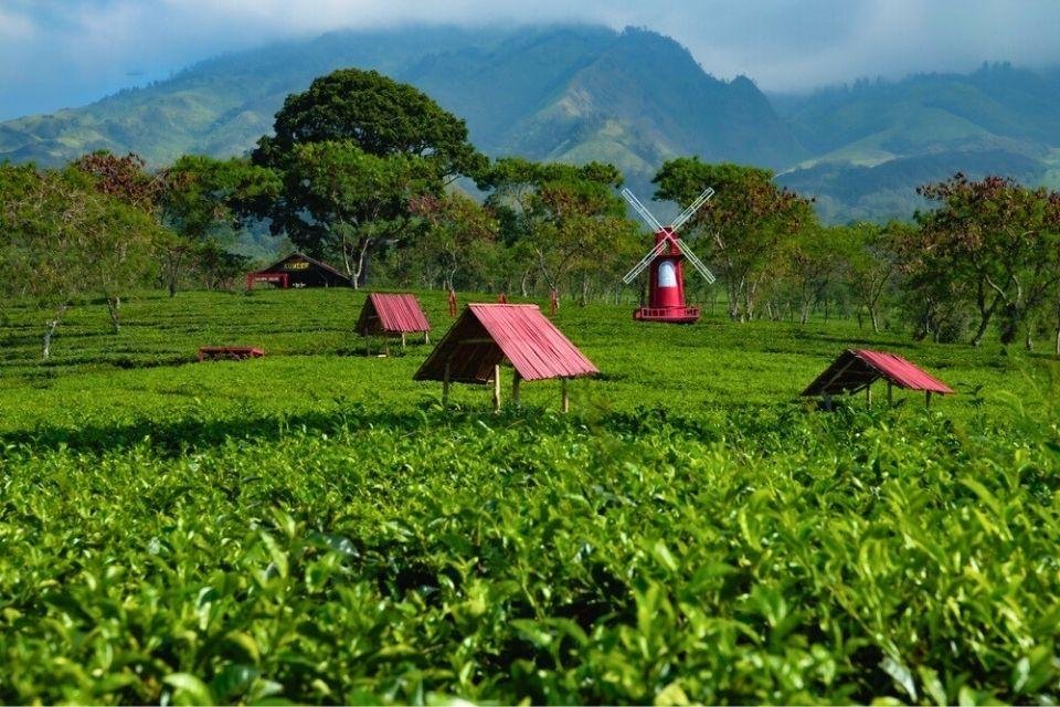 Theeplantage in Malang, Java, Indonesië