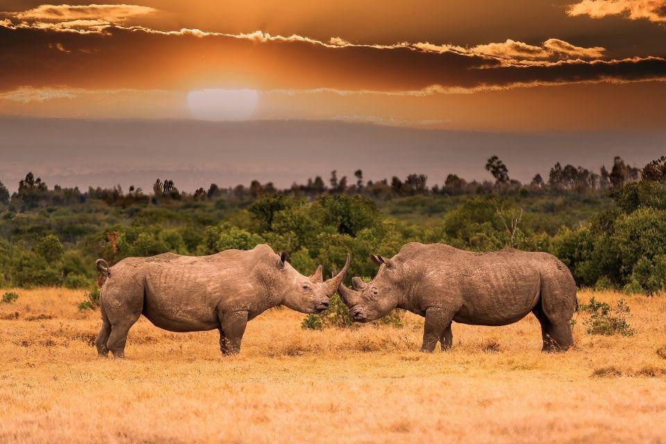 Ol Pejeta Conservancy Kenia