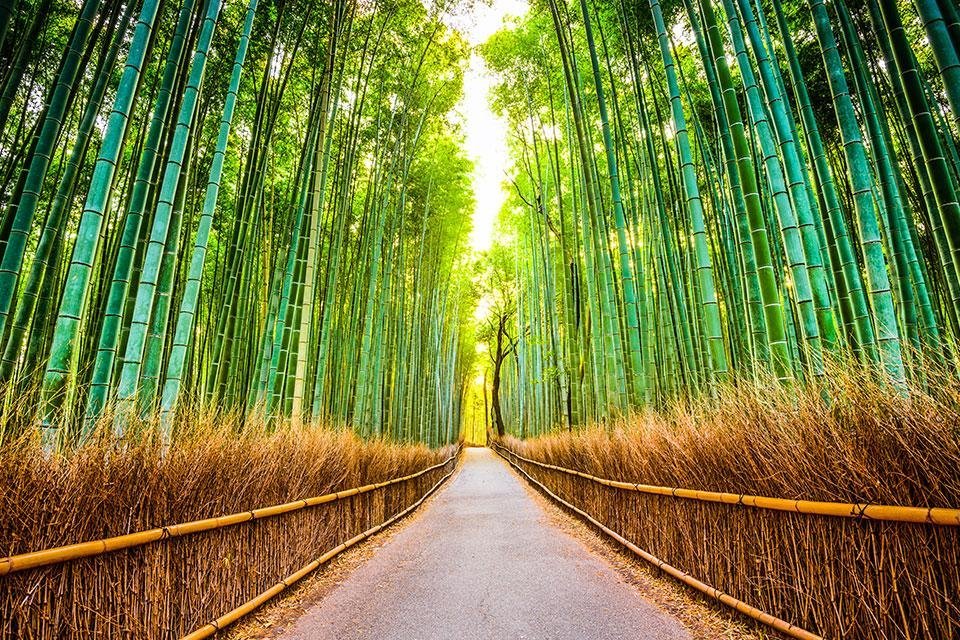 Bamboebos in Arashiyama-gebied, Kyoto, Japan