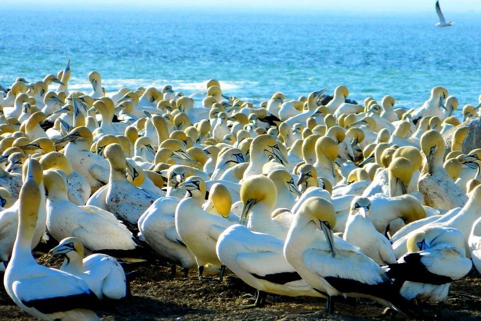  Bird Island bij Lambert’s Bay, Zuid-Afrika