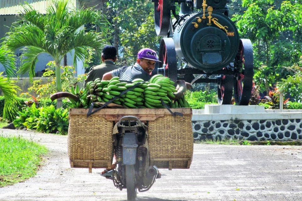 Fruitplantage in de buutr van Kalibaru op Java, Indonesië