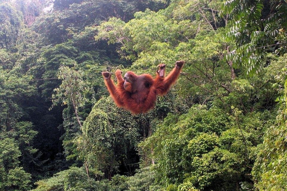 Oran oetan in Bukit Lawang, Indonesië