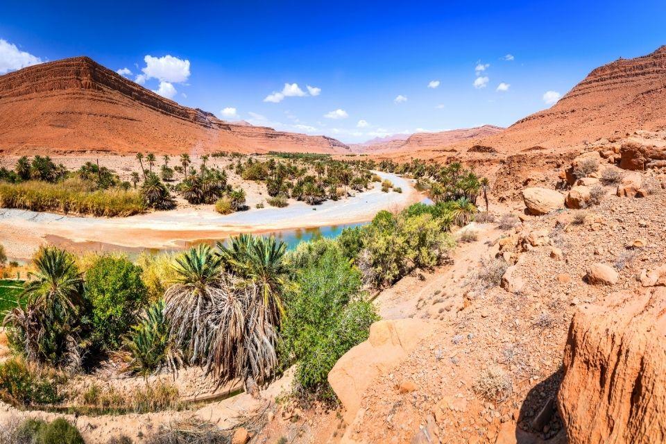 Palmbomen in de Zizvallei Marokko