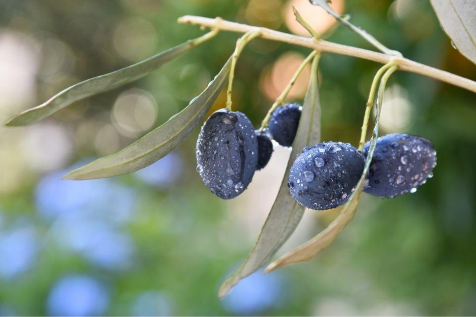 Olijven uit Kalamata, Griekenland