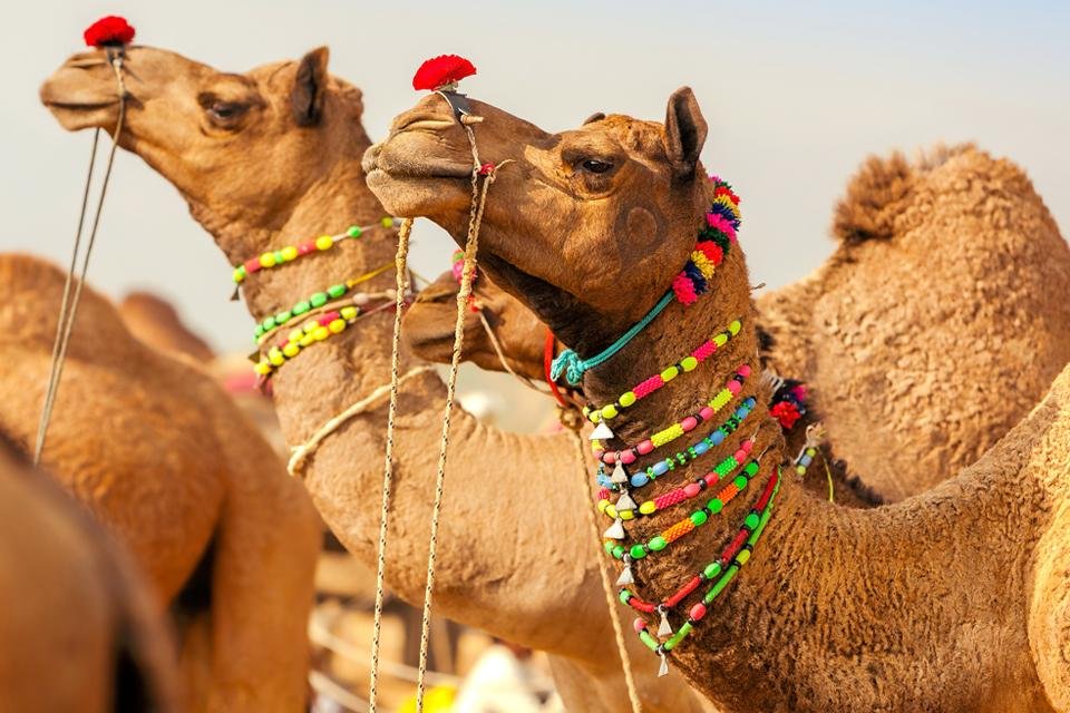 Kamelen in Pushkar, India