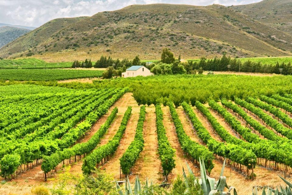 Wijngaard in de omgeving van Montagu Zuid-Afrika