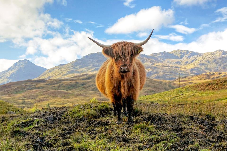 Highland Cow Schotland, Groot-Brittannië