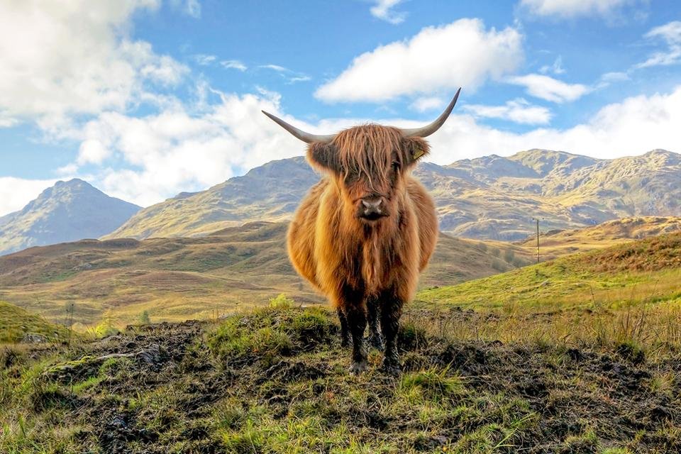 Highland Cow Schotland, Groot-Brittannië