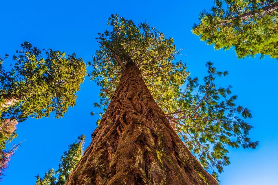 Sequoia National Park, Amerika