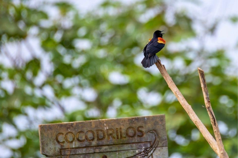 Een epauletspreeuw in Caño Negro, Costa Rica