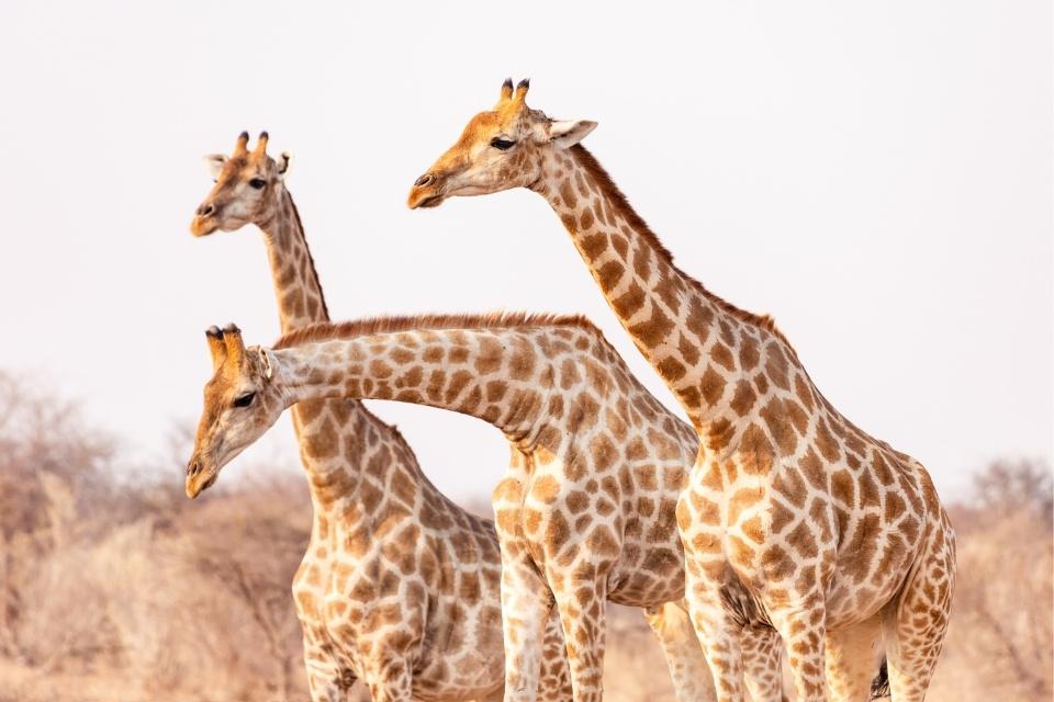 Giraffen in Etosha National Park, Namibië