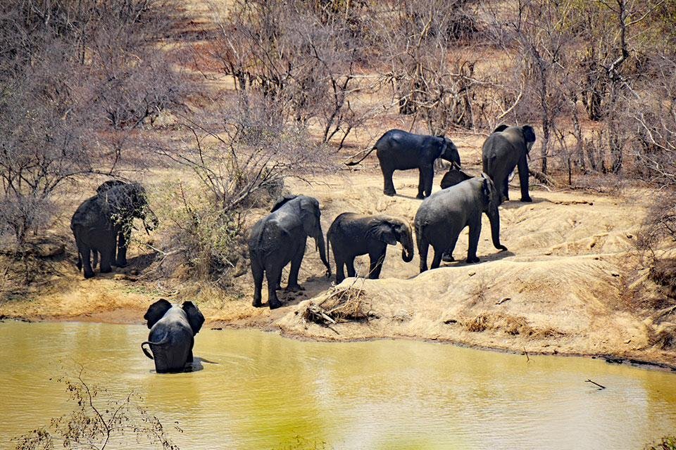 Olifanten in Mole National Park, Ghana