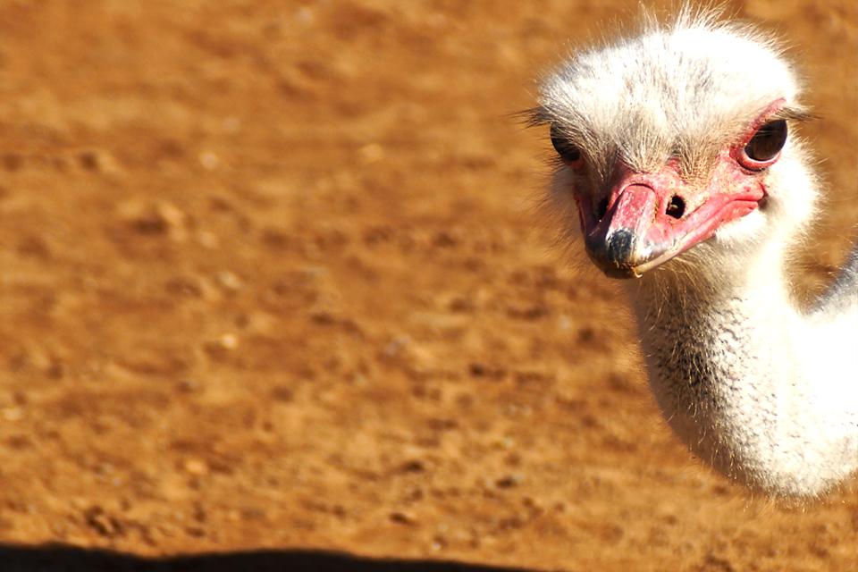 Struisvogel in Oudtshoorn, Zuid-Afrika
