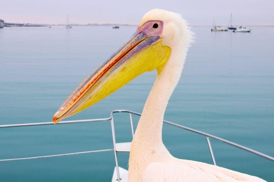 Pelikaan in Walvisbaai Namibië