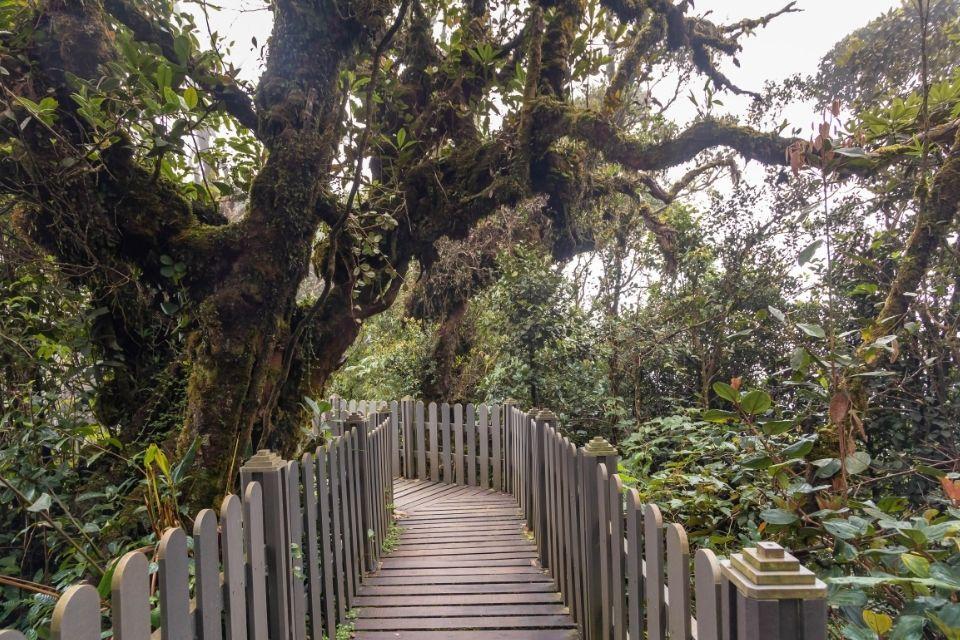 Mossy forest, Maleisië