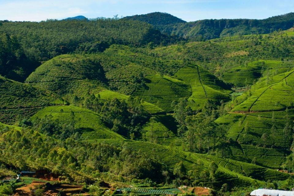 Landschap in Nuwara Eliya, Sri Lanka