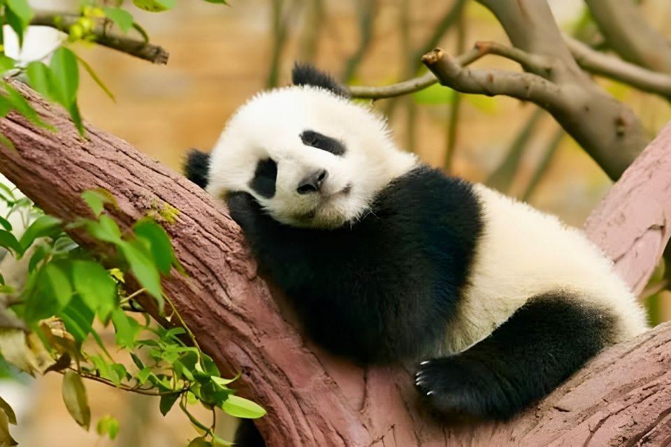 Een slapende babypanda in Chengdu, China