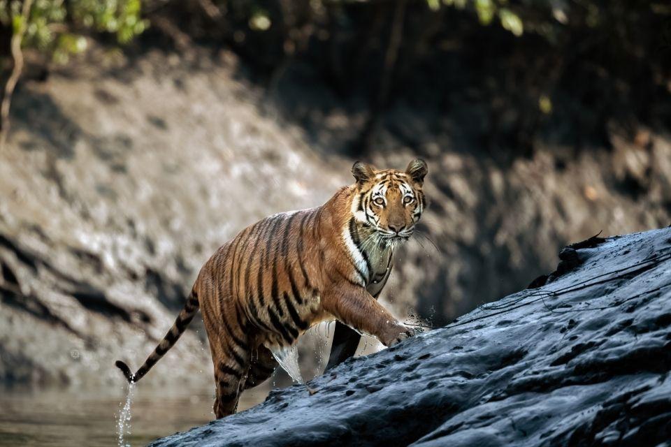 Bengaalse tijger in Chitwan National Park, Nepal