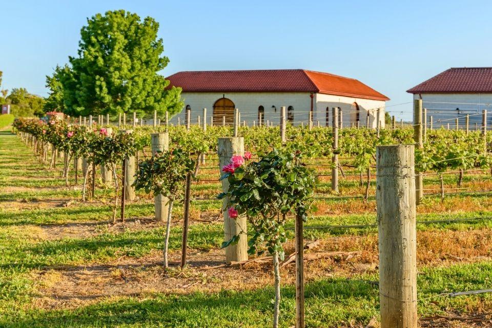 Wijngaard in Coonawarra Australië