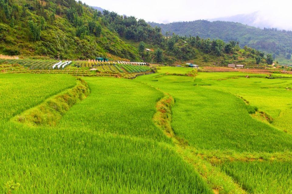 Rijstvelden rond het dorpje Ta Phin Vietnam