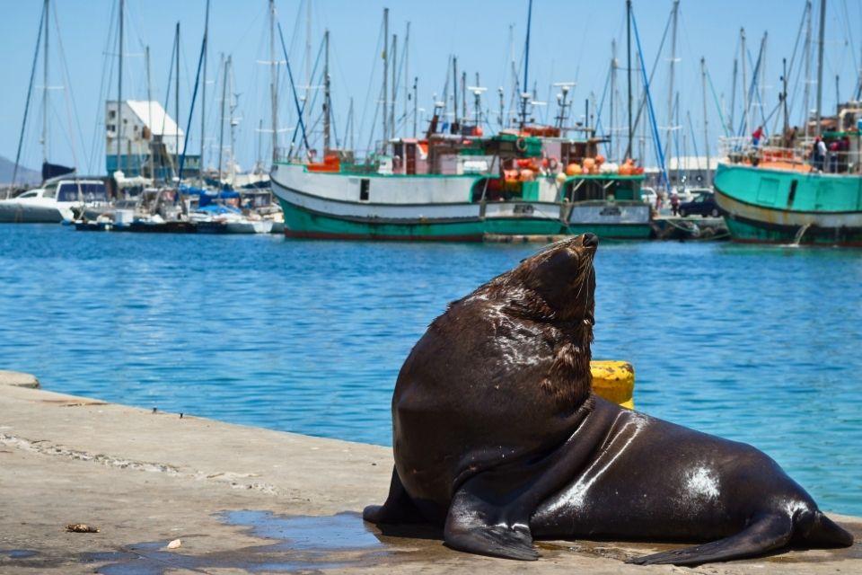 De haven van Hout Bay Zuid-Afrika