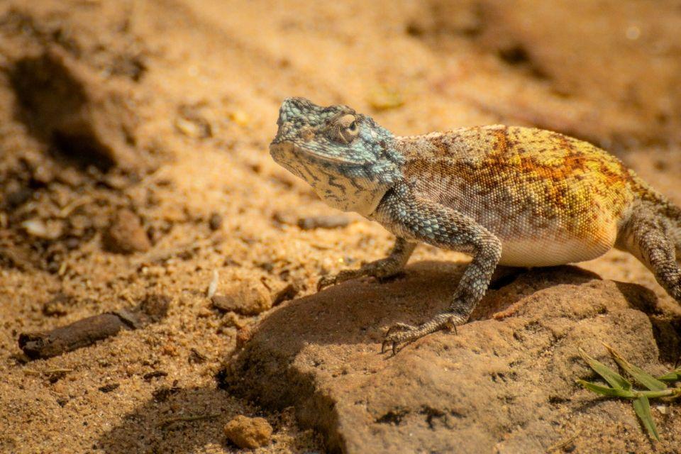 Hagedis in Robberg Nature Reserve, Zuid-Afrika