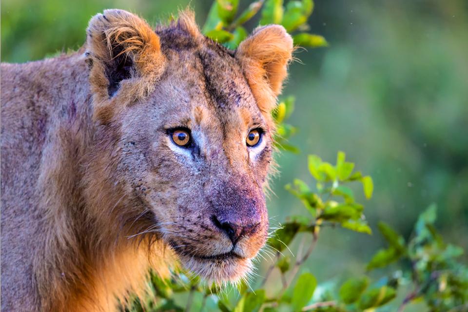 Leeuwin in het Krugerpark, Zuid-Afrika