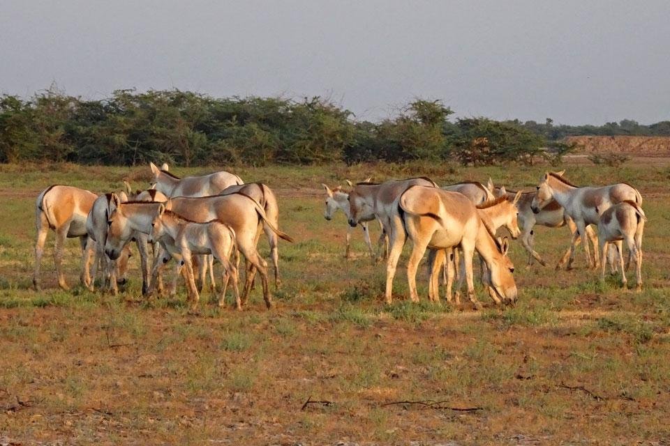 Ezels Rann van Kutch Gujarat India