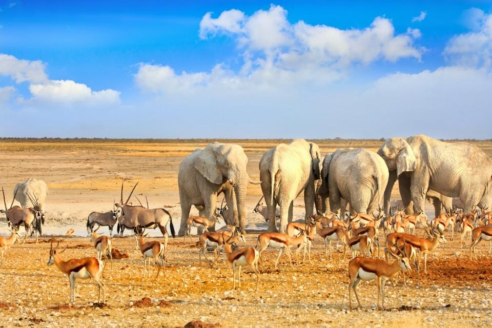Kudde olifanten bij een drinkplaats in Etosha, Namibië