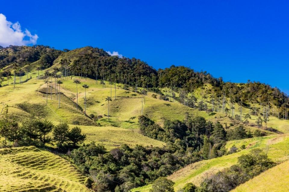 Palmbomen in de Samariavallei, Colombia