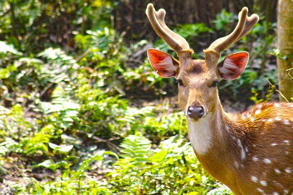 Chitwan National Park Nepal