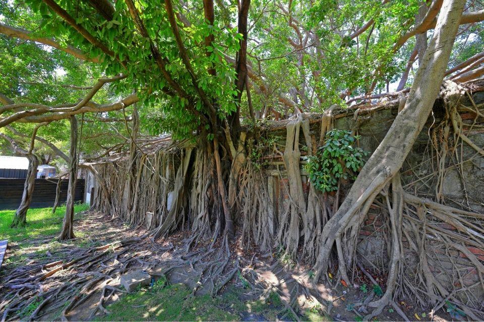 Anping Tree House, Tainan, Taiwan