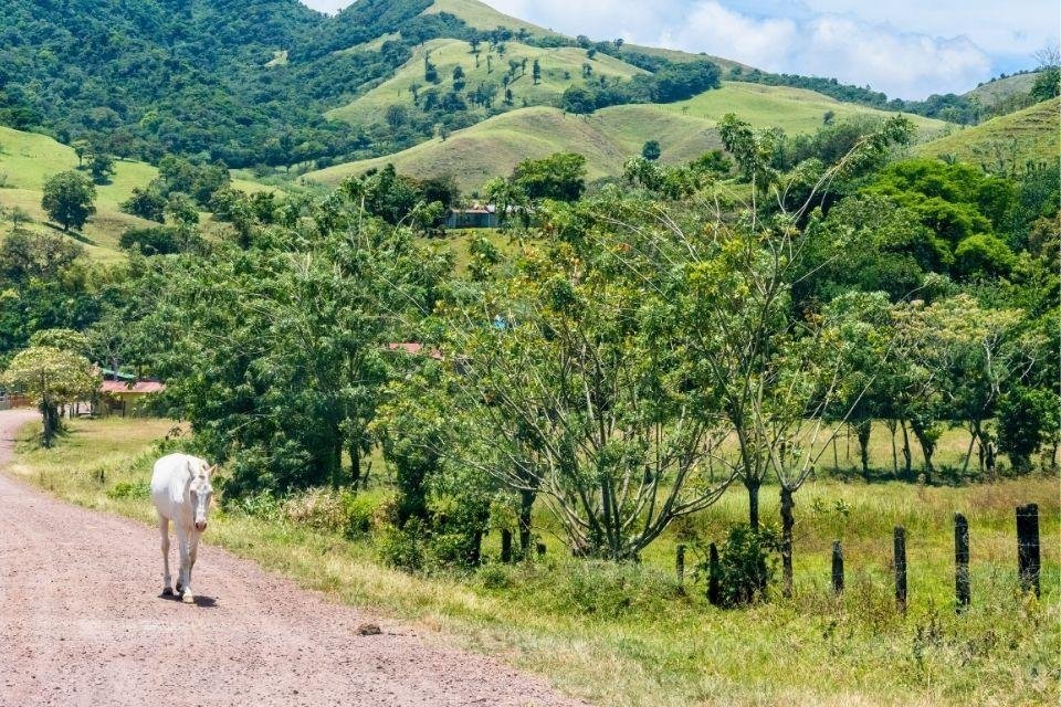 De groene regio Guanacaste, Costa Rica