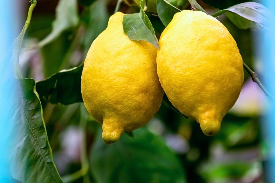 Citroenen uit Napels