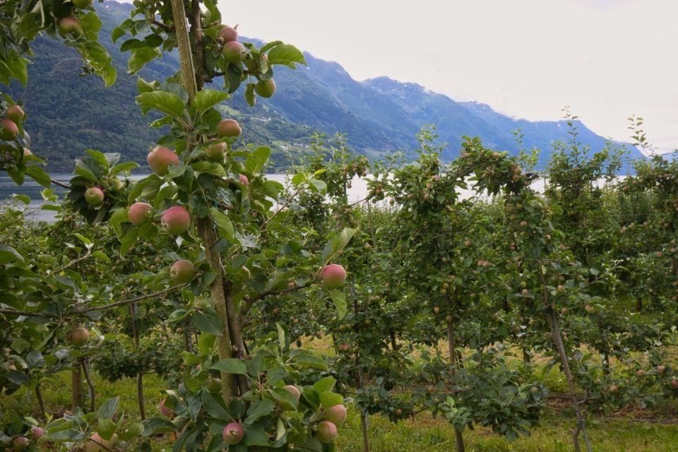 Appelboomgaard bij het Hardangerfjord Noorwegen