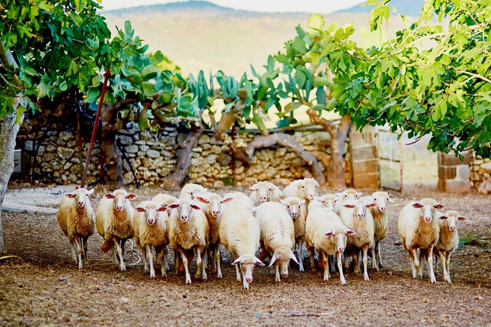 Schapen op Sardinië, Italië