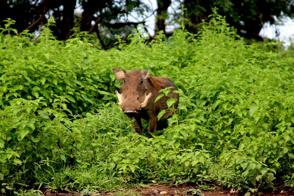 Wild zwijn in Mole National Park, Ghana